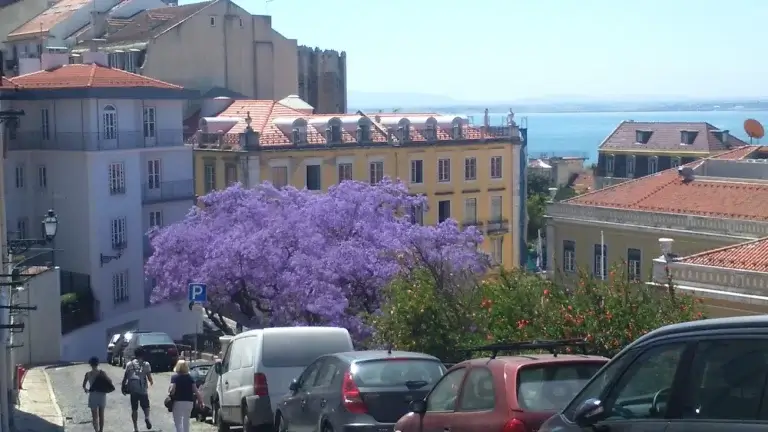 Arvores Classificadas de Lisboa